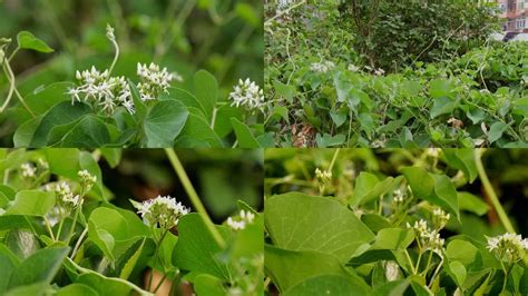 何烏首|何首乌（蓼科何首乌属植物）